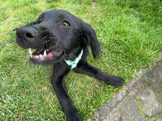 39. Collagen Challenge - Dein Hund auf einer Wiese-Beitrag-Bild