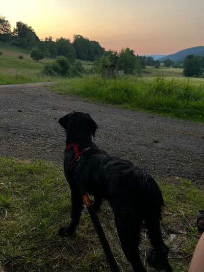 39. Collagen Challenge - Dein Hund auf einer Wiese-Beitrag-Bild