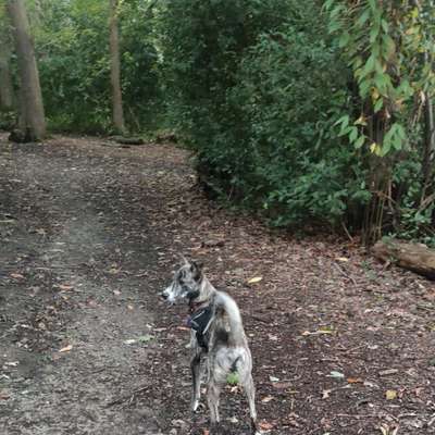 Hundetreffen-Spielgefährten-Bild