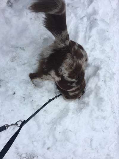 Zeige das lustigste Bild eures Hundis-Beitrag-Bild