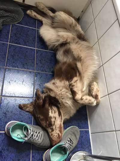 Zeigt mir die lustigsten Schlafpositionen eurer Fellnasen-Beitrag-Bild