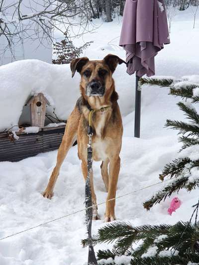 Mischlinge raten - Rätselspaß-Beitrag-Bild