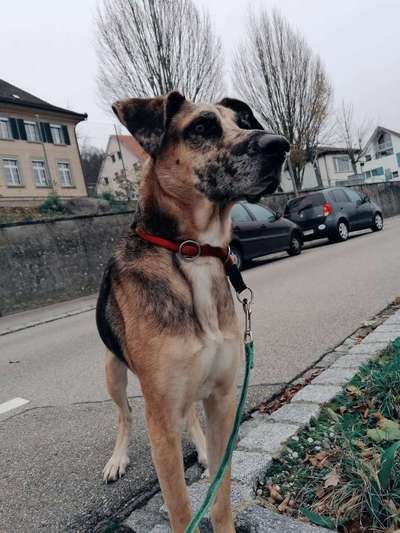 Mischlinge raten - Rätselspaß-Beitrag-Bild