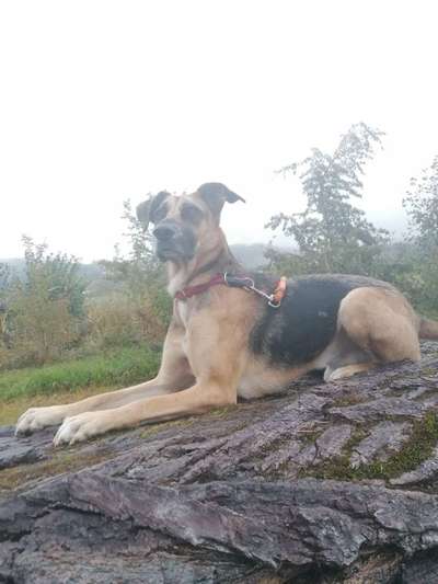 Mischlinge raten - Rätselspaß-Beitrag-Bild