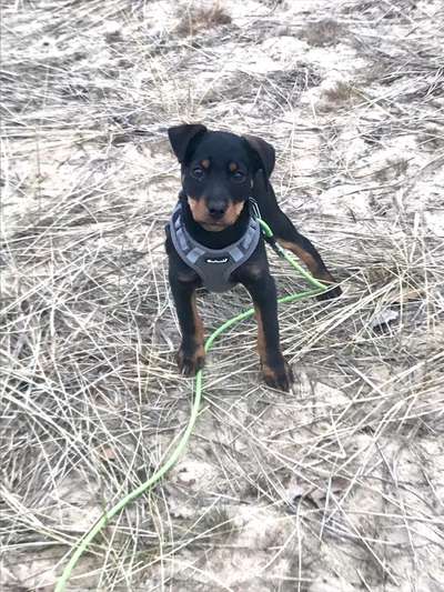 Welpen Bilder !-Beitrag-Bild