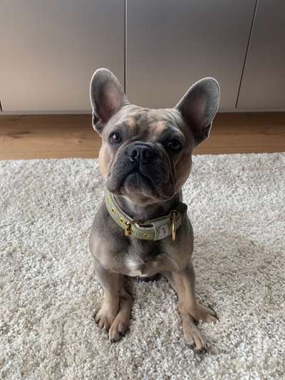 Französische Bulldoggen-Beitrag-Bild