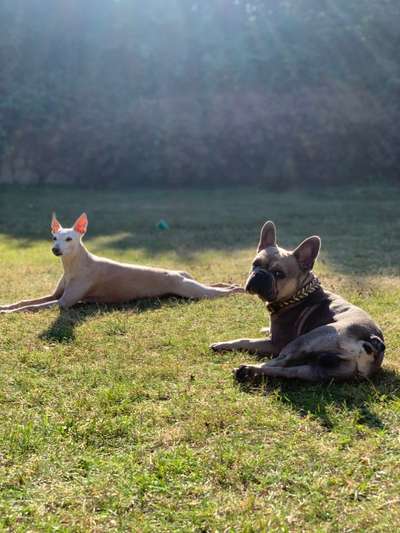 Dogorama Photo Challenge - Die besten Hundebuddys-Beitrag-Bild