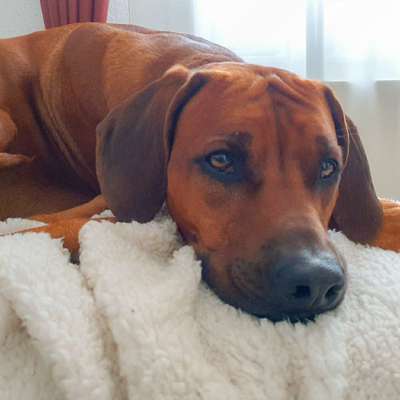 Hundetreffen-PlayDate, Gassi - und Trainingspartner gesucht-Bild