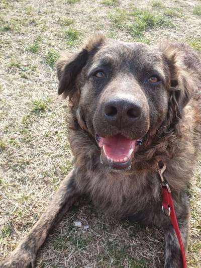 Mischlinge raten - Rätselspaß-Beitrag-Bild