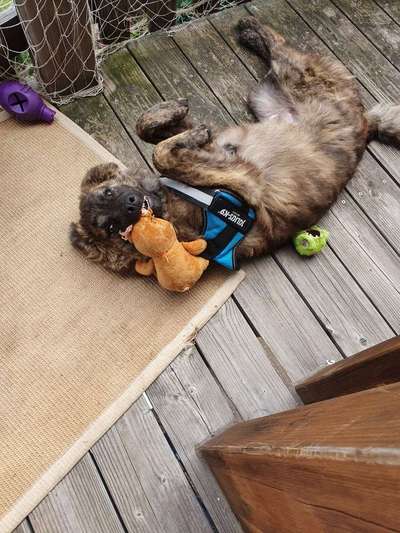 Herdenschutzhunde und Herdi-Mixe-Beitrag-Bild