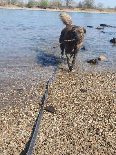 Mischlinge raten - Rätselspaß-Beitrag-Bild