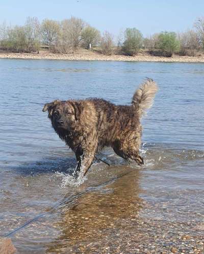 Mischlinge raten - Rätselspaß-Beitrag-Bild