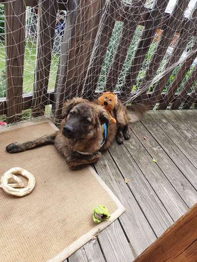 Herdenschutzhunde und Herdi-Mixe-Beitrag-Bild