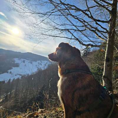 Hundetreffen-Große Gassirunde gemeinsam-Bild