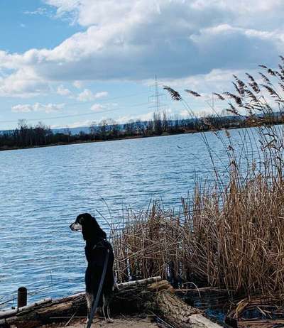 Dogorama-Monats-Challenge-Mai "Wasser"-Beitrag-Bild