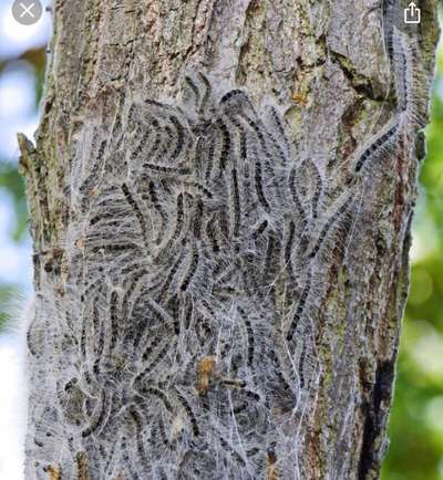 Eichenprozessionsspinner?-Beitrag-Bild