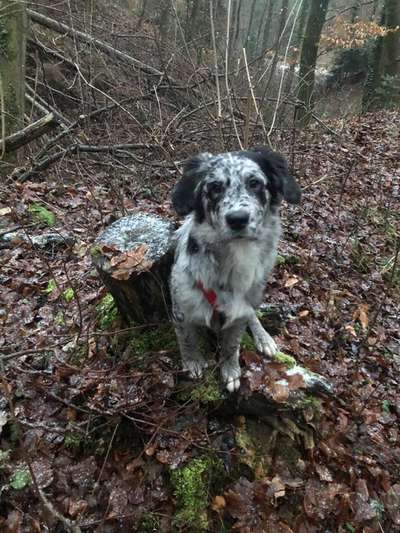 Wo sind die Aussies??-Beitrag-Bild