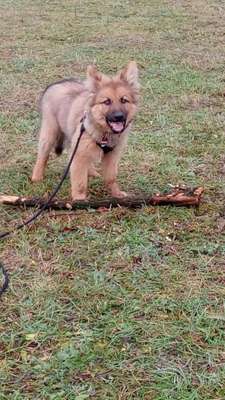 Hundetreffen-Welpen spielen-Bild