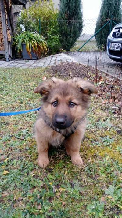 Als Welpen sind sie alle noch süßer-Beitrag-Bild