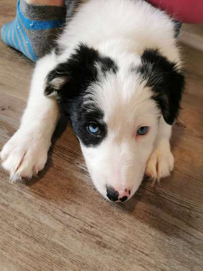 Name für Border Collie Hündin Gesucht-Beitrag-Bild