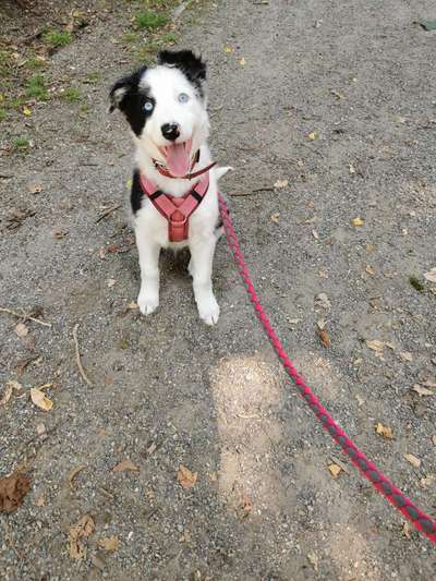 Hundetreffen-souveräne Hunde für Welpe-Bild