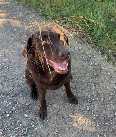 Wo sind meine Labrador Freunde-Beitrag-Bild