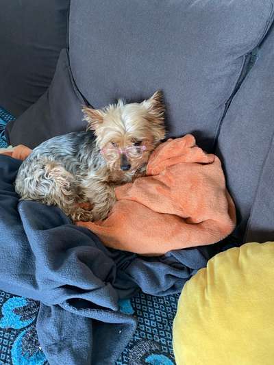 Wie kamst du zu deinem Hund?-Beitrag-Bild