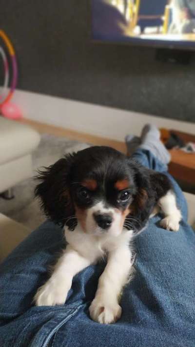 Welpen Bilder !-Beitrag-Bild