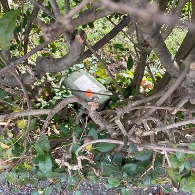 Giftköder-Rattenfalle freistehend-Bild