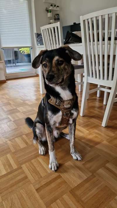 Auslandstierschutz-Beitrag-Bild