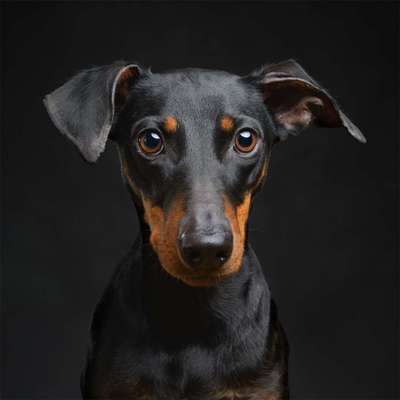 Hundetreffen-Unterstützung / dogsharing