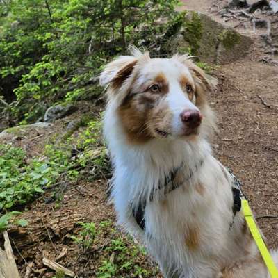 Hundetreffen-Gemeinsames Gassigehen inkl. Spielen-Bild