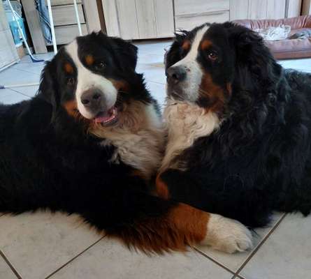 98.Fotochallange  - Hunde zeigen Zuneigung-Beitrag-Bild