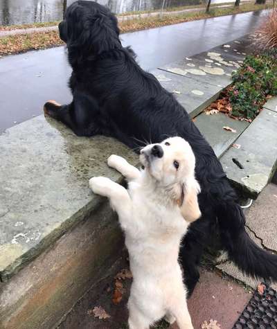 Bester Freund, Hundekumpel - zeigt her!-Beitrag-Bild