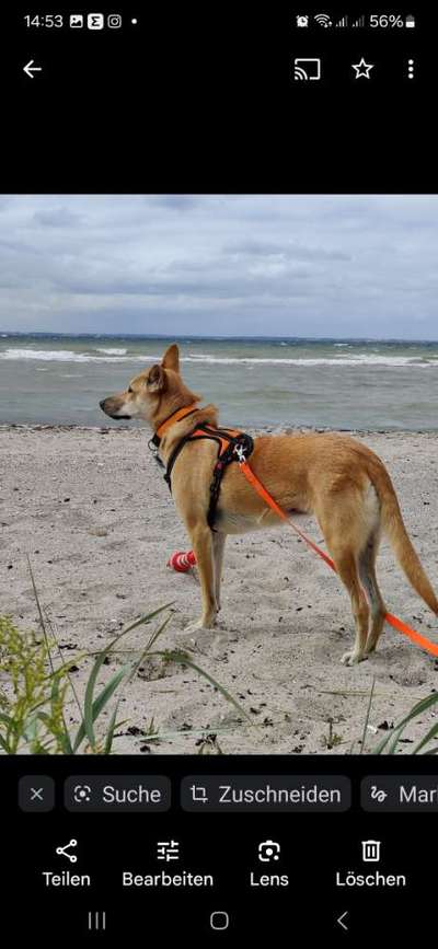 TierschutzhundeStammtisch🐕-Beitrag-Bild