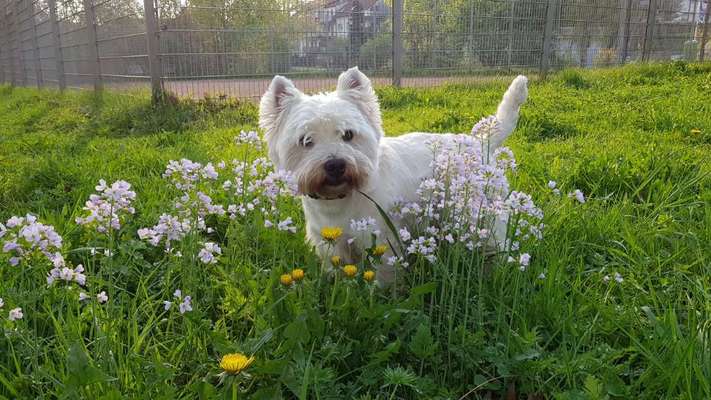 Dogorama Photo Challenge - Der Frühling kommt-Beitrag-Bild