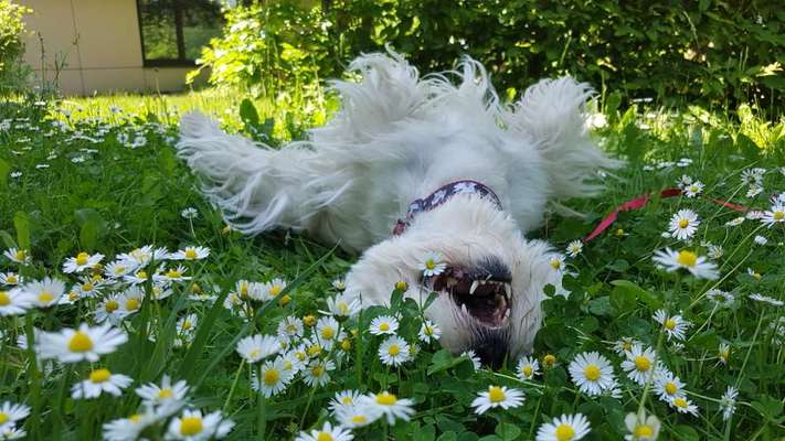 Dogorama Photo Challenge - Der Frühling kommt-Beitrag-Bild