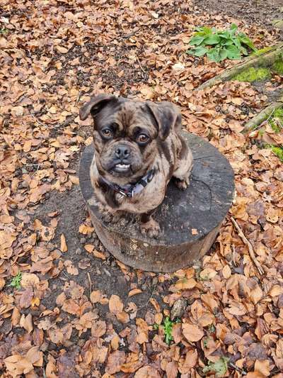 Fotochallenge Nr 55  -  Hund im November--Beitrag-Bild