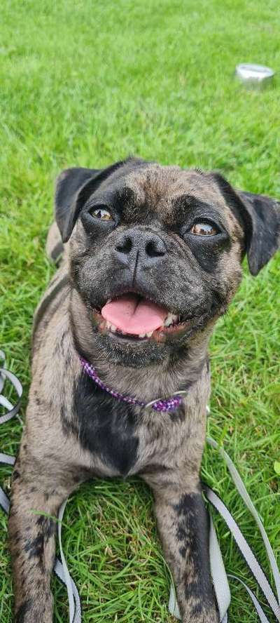 Fotochallenge Nr. 59 - Mein Hund zeigt die Zunge-Beitrag-Bild