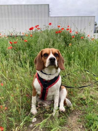 Die Dogorama Monats Challenge "Es grünt und blüht"-Beitrag-Bild