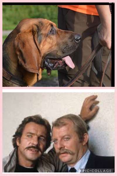 Wie heißt dein Hund?-Beitrag-Bild