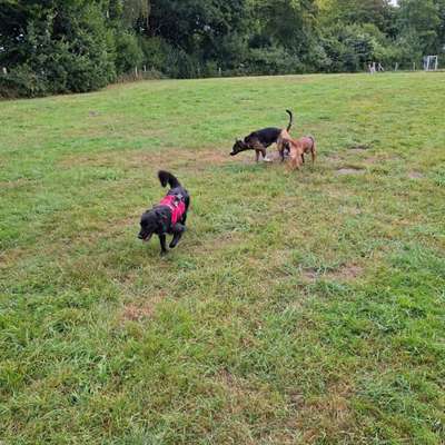 Hundetreffen-Spieletreff im Freilauf-Bild