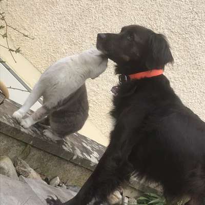 Fotochallenge Nr. 51 "Euer Hund mit anderen Tieren"-Beitrag-Bild