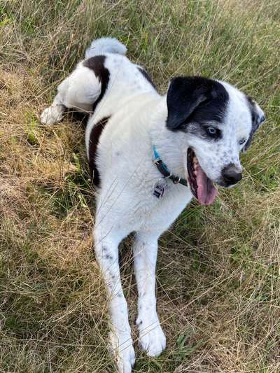 Labradorfans-Beitrag-Bild