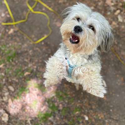 Hundetreffen-Spielkamerad / Gassirunde-Bild