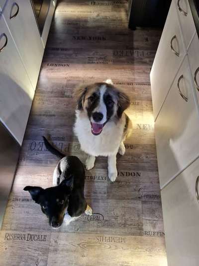 Hunde aus dem Tierschutz: Bulgarien-Beitrag-Bild