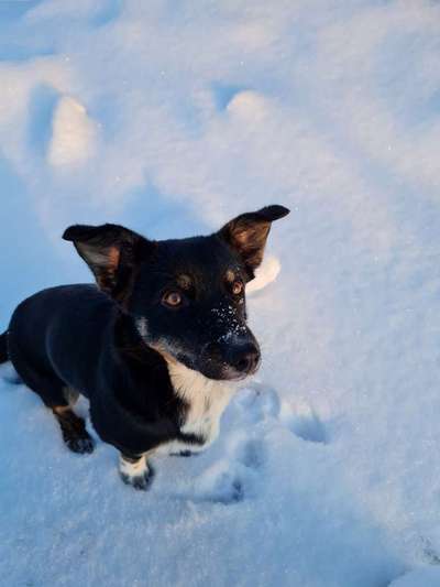 Fotochallenge 61 ~ Schnee-Beitrag-Bild