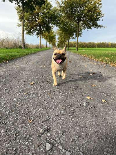 Hundetreffen-Frenchie für gemeinsames Spielen etc. gesucht-Bild