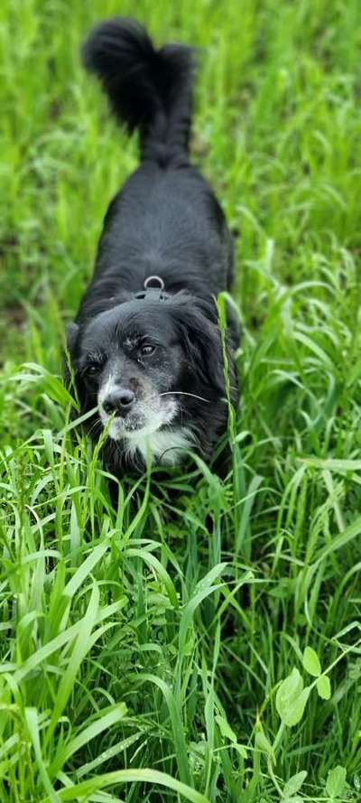 Die Dogorama Monats Challenge "Es grünt und blüht"-Beitrag-Bild