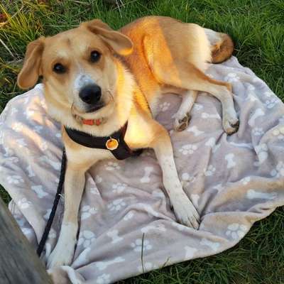 Hundetreffen-Regelmäßige Spazier- und Spielpartner für Junghund gesucht-Bild